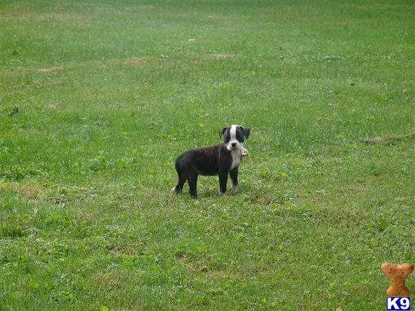 American Bulldog